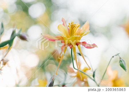 Delicate beautiful Aquilegia yellow red flower in the garden in summer 100365863