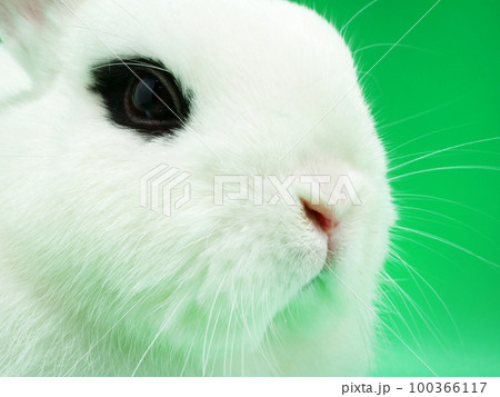 ドワーフホトの顔のアップ 100366117