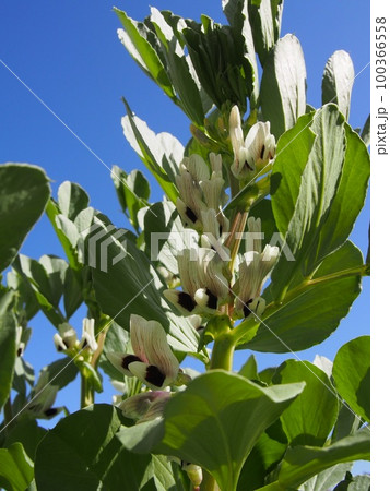 そら豆の花と青空 100366558