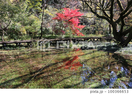 秋の深まりを映す野川公園自然観察園 秋の深まりを映す野川公園自然観察園 100366653