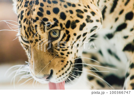 Chinese leopard or North China leopard in a zoo 100366747