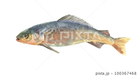 Watercolor single grayling fish animal isolated on a white background illustration. Watercolor single grayling fish animal isolated on a white background illustration. 100367468