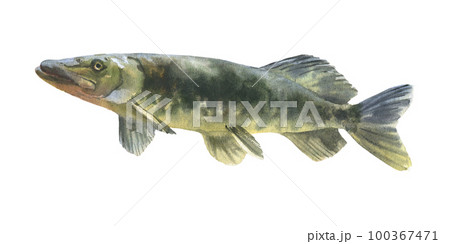 Watercolor illustration, single pike fish animal isolated on a white background. Watercolor illustration, single pike fish animal isolated on a white background. 100367471