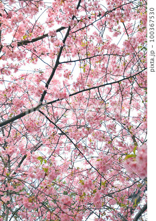 河津桜(上関) 100367530