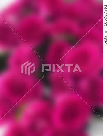 A defocused pink background of a large bouquet of roses. 100367592