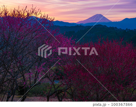 朝焼けと富士山 100367866