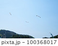 青空に舞うかもめ達 100368017