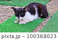 観光地で見かけたマッタリ寛ぐ野良猫 100368023