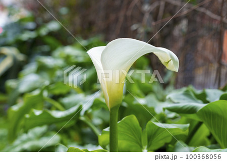 Calla lilies flowers in city garden. Zantedeschia aethiopica plant Calla lilies flowers in city garden. Zantedeschia aethiopica plant 100368056