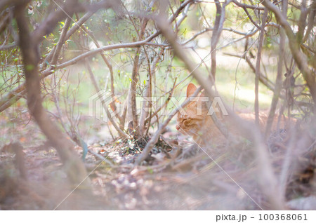 京都 公園の茂みの中で気持ちよく眠る野良猫 京都 公園の茂みの中で気持ちよく眠る野良猫 100368061