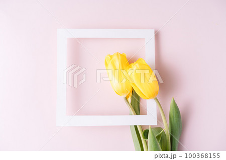Yellow tulips with white frame on pink background 100368155