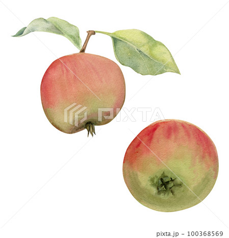 Hand drawn watercolor composition with ripe apple fruit, full and slices, with leaves, red and green. Isolated object on white background. Design for wall art, wedding, print, fabric, cover, card. Hand drawn watercolor composition with ripe apple fruit, full and slices, with leaves, red and green. Isolated object on white background. Design for wall art, wedding, print, fabric, cover, card. 100368569