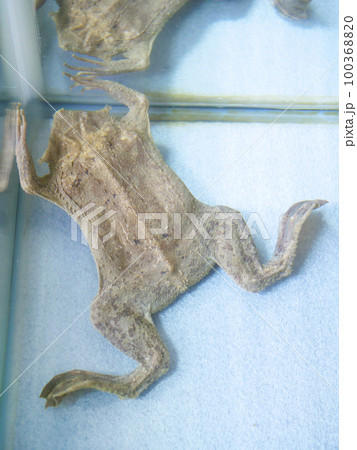 水槽の隅っこに居るピパピパ 100368820