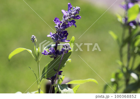 天気の良い日に咲く紫の花 天気の良い日に咲く紫の花 100368852