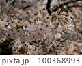 夕日に照らされた桜の花 100368993
