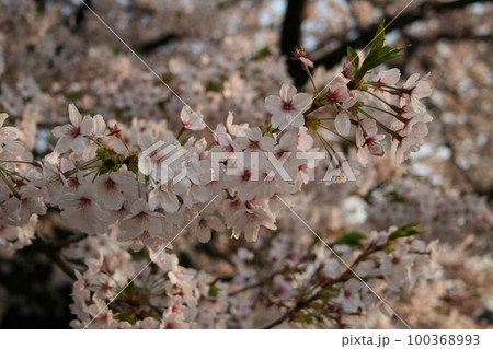 夕日に照らされた桜の花 100368993