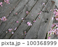 ウッドデッキの上に落ちた桜の花 100368999