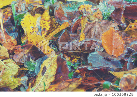 Icy leaves. Nature background. Colorful fallen dry leaves. Icy leaves. Nature background. Colorful fallen dry leaves. 100369329