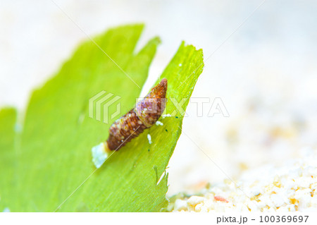 パララトレウテス・ビコルニス 100369697