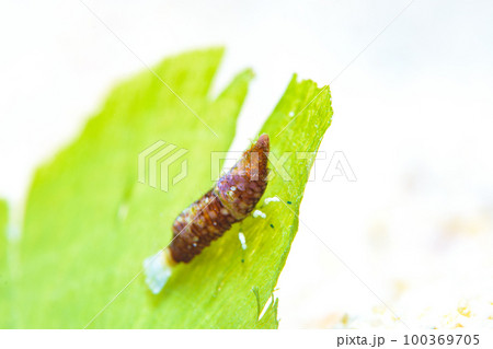 パララトレウテス・ビコルニス 100369705