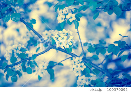 Blue vintage branch of a blossoming pear tree. Spring nature background. Blue toned Blue vintage branch of a blossoming pear tree. Spring nature background. Blue toned 100370092