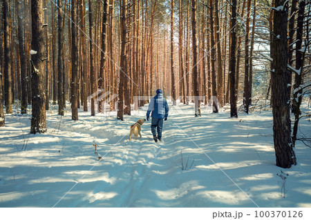Happy man with the Labrador retriever dog on a leash walking on a snowy pine forest on a sunny winter day Happy man with the Labrador retriever dog on a leash walking on a snowy pine forest on a sunny winter day 100370126