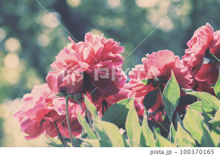 Vintage blossoming Peonies flowers in the garden Vintage blossoming Peonies flowers in the garden 100370165