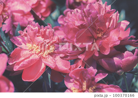 Vintage blossoming Peonies flowers in the garden 100370166