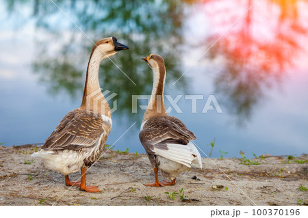 Two geese strolling along the lake shore 100370196