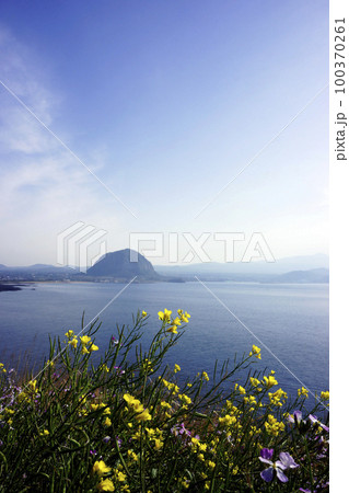 菜の花 海 春の花 100370261