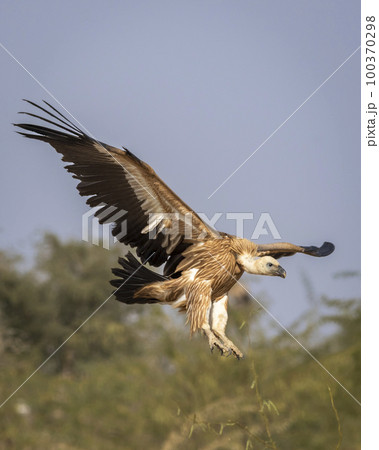 Himalayan vulture or Gyps himalayensis or Himalayan griffon vulture closeup in flight with full wingspan display at dumping yard of jorbeer conservation reserve bikaner rajasthan india asia Himalayan vulture or Gyps himalayensis or Himalayan griffon vulture closeup in flight with full wingspan display at dumping yard of jorbeer conservation reserve bikaner rajasthan india asia 100370298