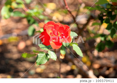 バラの花　サラバンド 100370411