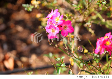 バラの花　クンバヤ 100370414