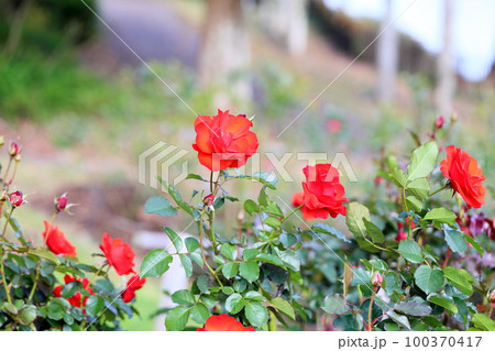 バラの花　オリンピックファイヤー 100370417
