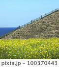 菜の花 菜種畑 済州 100370443