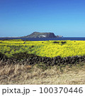 菜の花 菜種畑 済州 100370446