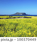 菜の花 菜種畑 済州 100370449