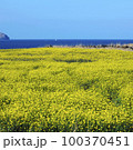 菜の花 菜種畑 済州 100370451