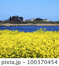菜の花 菜種畑 済州 100370454
