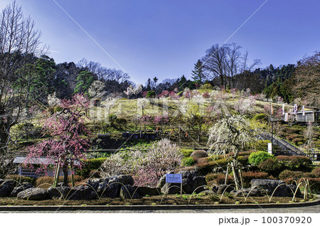 東京都　青梅市　吉野梅郷　梅まつりの復活 100370920