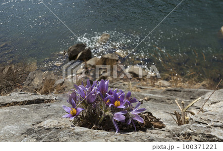 花 自然 春 100371221