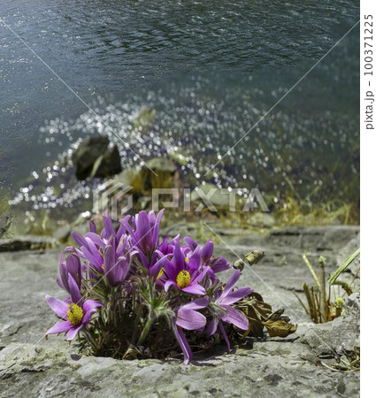 花 自然 春 100371225