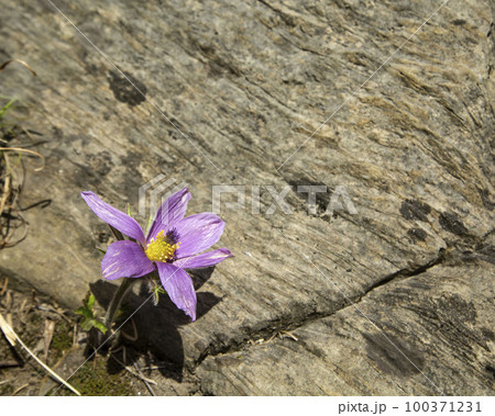 花 自然 春 100371231
