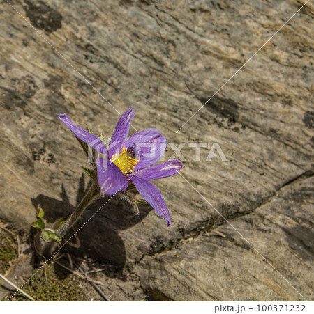 花 自然 春 100371232