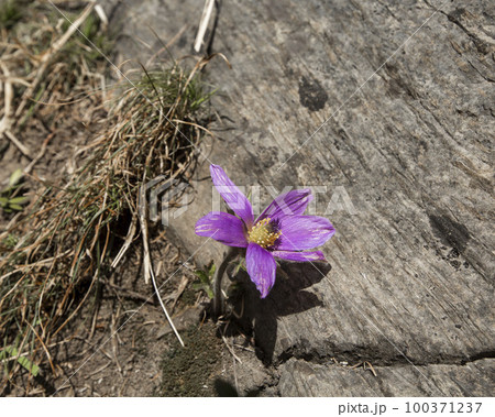 花 自然 春 100371237