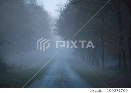 Asphalt road after the rain in the evening in the fog 100371700