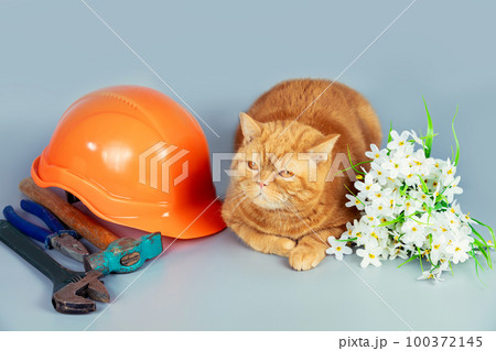 Greeting from a funny orange relaxing cat with International Labour day. The cat lying on gray background with work tools and flowers 100372145