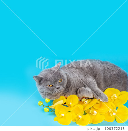 Portrait of Blue British shorthair cat with a yellow orchid flower on blue background. Banner Poster Portrait of Blue British shorthair cat with a yellow orchid flower on blue background. Banner Poster 100372213