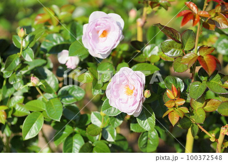 バラの花　ブルーバユー 100372548