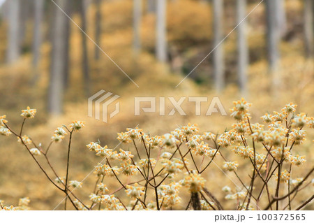 京都府綾部老富地区のミツマタの群生を撮影 100372565